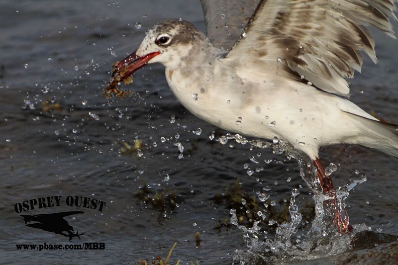 _MG_4225 Laughing Gull – sargassum fish.jpg