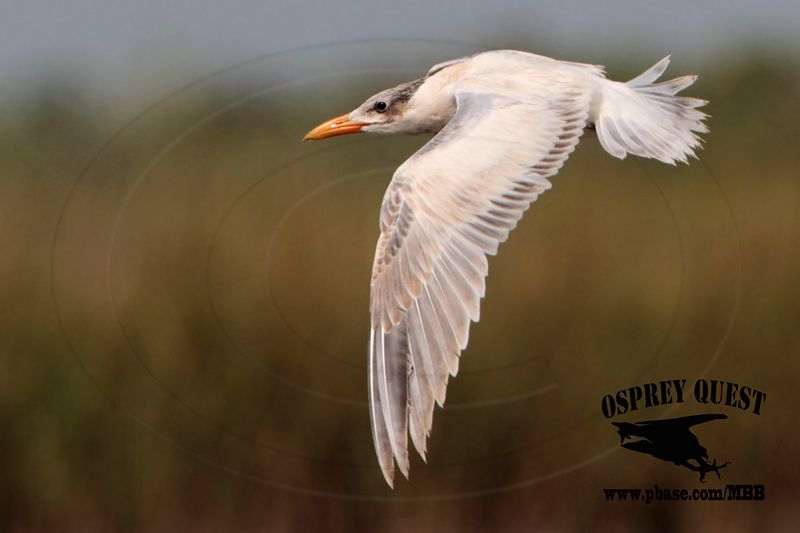 _MG_7156 Caspian Tern.jpg