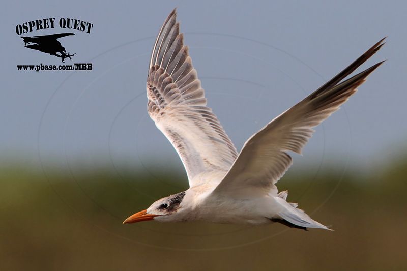 _MG_7177 Caspian Tern.jpg