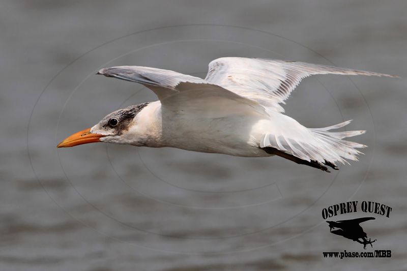 _MG_7257 Caspian Tern.jpg