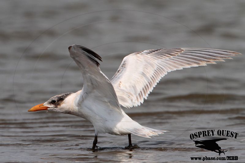 _MG_7270 Caspian Tern.jpg