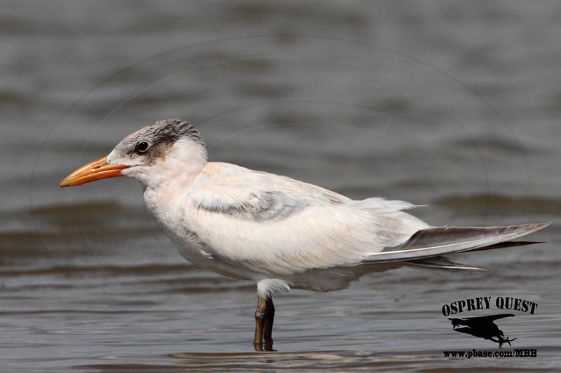 _MG_7284 Caspian Tern.jpg