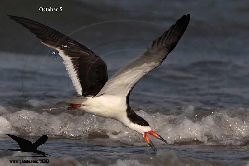 _MG_0973 Black Skimmer.jpg
