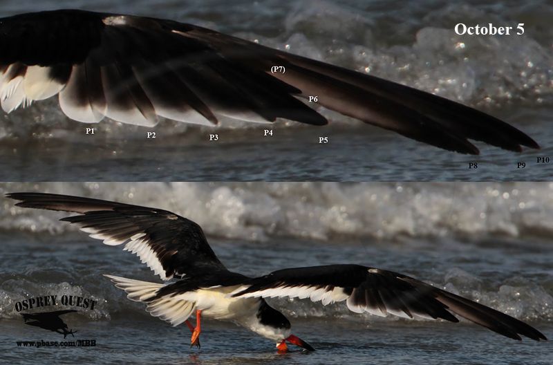 _MG_1353 Black Skimmer.jpg