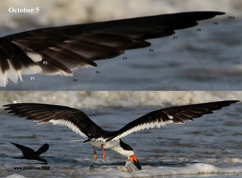 _MG_1666 Black Skimmer.jpg