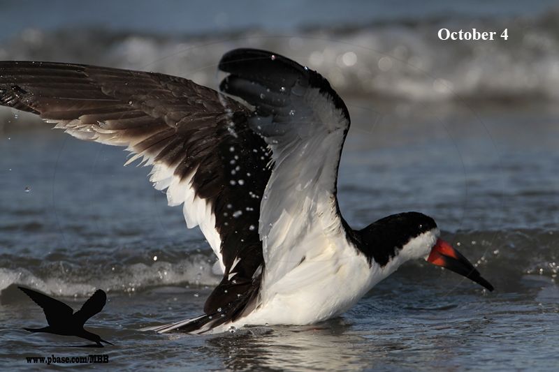 _MG_7584 Black Skimmer.jpg