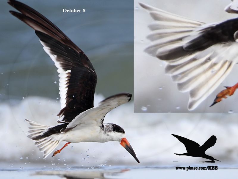 _MG_9856 Black Skimmer.jpg