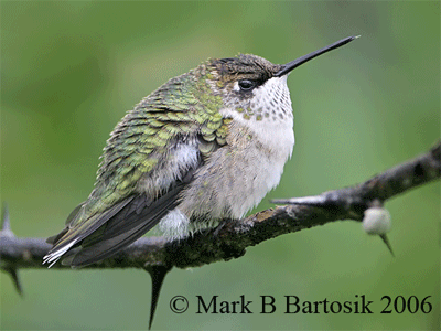 _MG_5871-2 Ruby-throated Hummingbird_Pissing on cold weather - Animated_image.gif