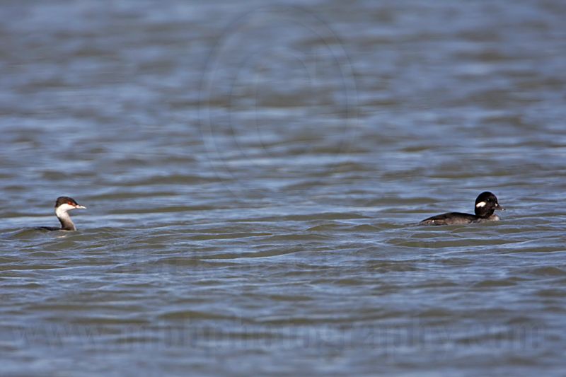 _MG_6054 Horned Grebe & Bufflehead.jpg