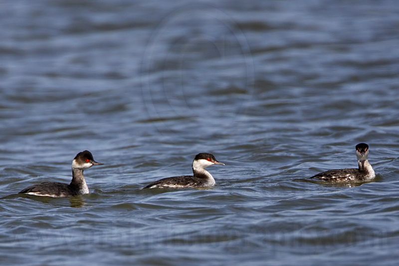 _MG_6075 Horned & Eared Grebe.jpg