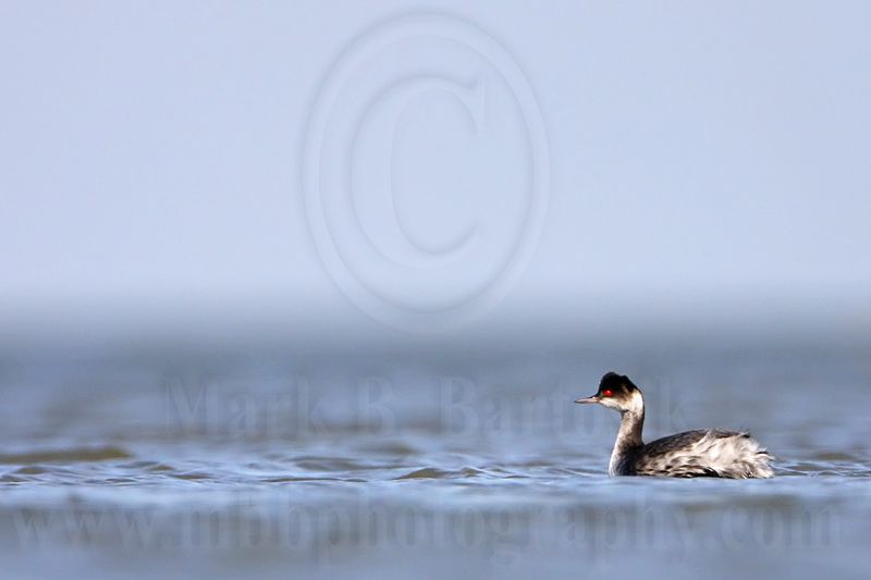 _MG_6234 Eared Grebe.jpg