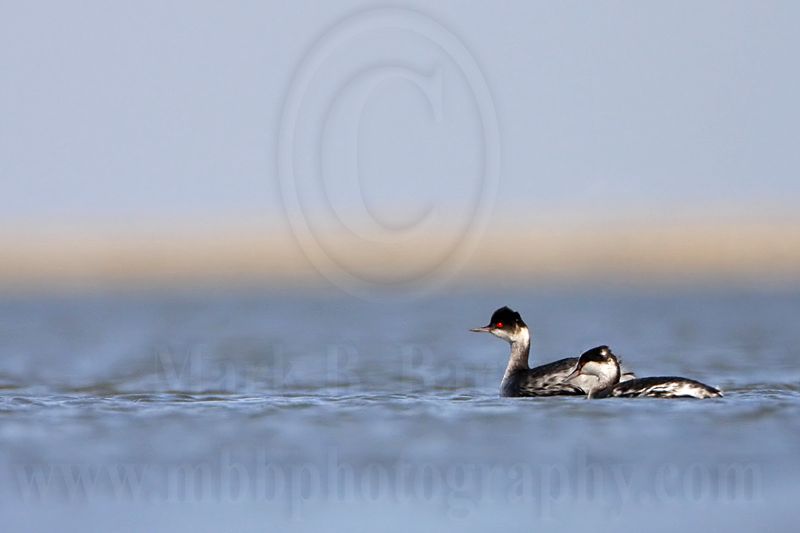 _MG_6256 Horned & Eared Grebe.jpg