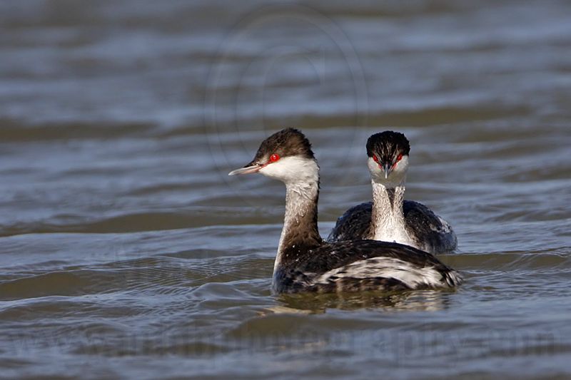 _MG_6479 Horned Grebe.jpg