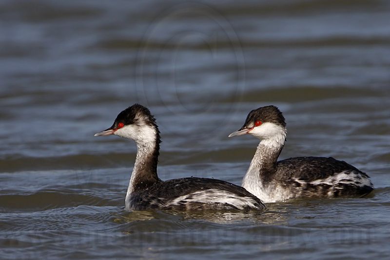_MG_6482 Horned Grebe.jpg