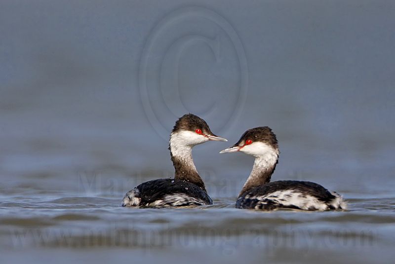 _MG_6487 Horned Grebe.jpg