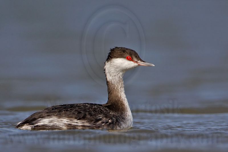_MG_6534 Horned Grebe.jpg