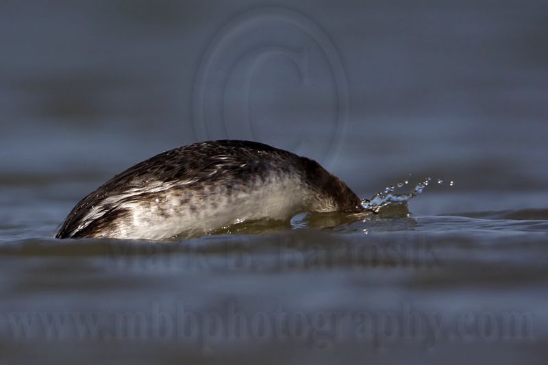 _MG_6549 Horned Grebe.jpg