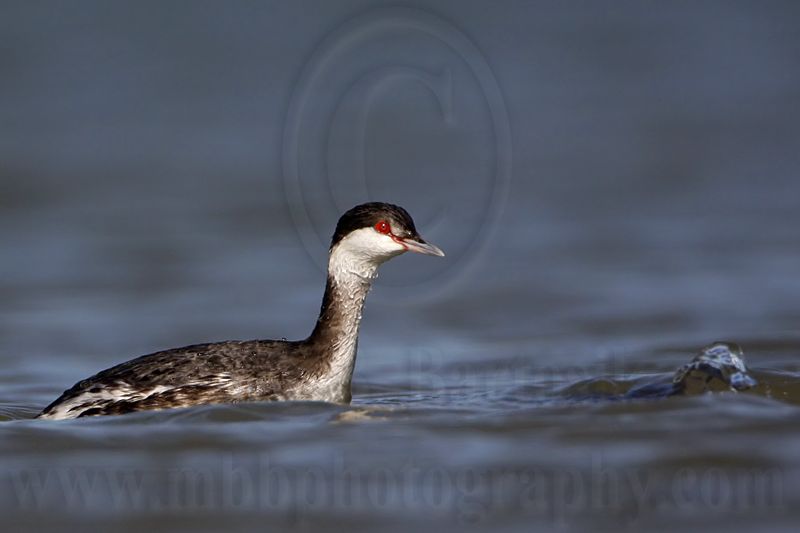 _MG_6581 Horned Grebe.jpg