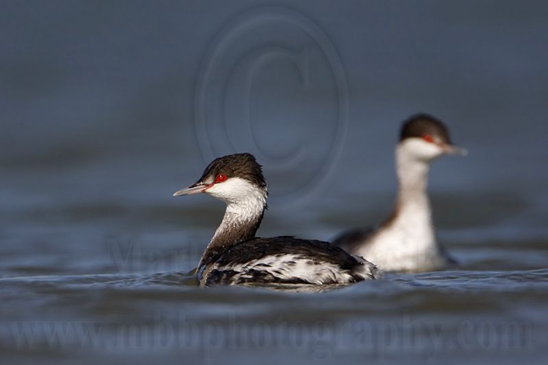_MG_6595 Horned Grebe.jpg