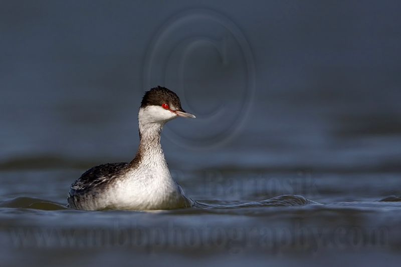 _MG_6600 Horned Grebe.jpg