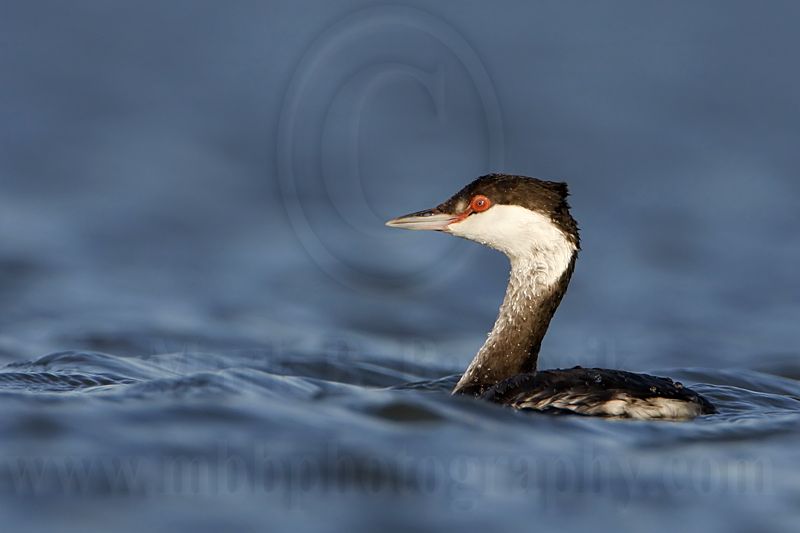 _MG_7363 Horned Grebe.jpg
