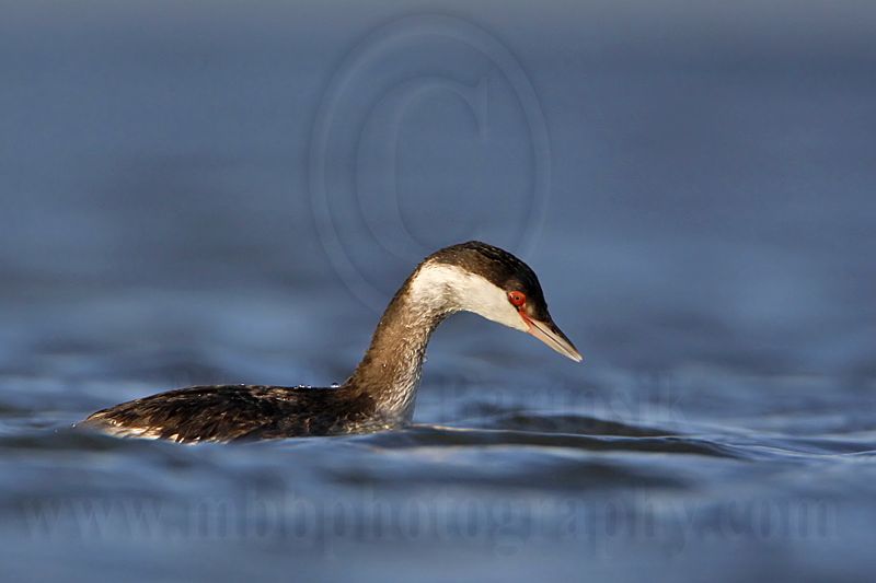 _MG_7572 Horned Grebe.jpg