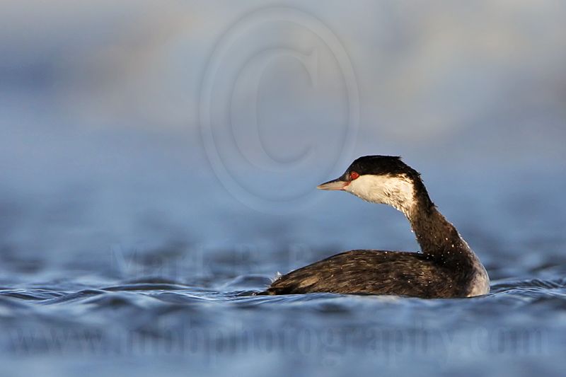 _MG_7730 Horned Grebe.jpg