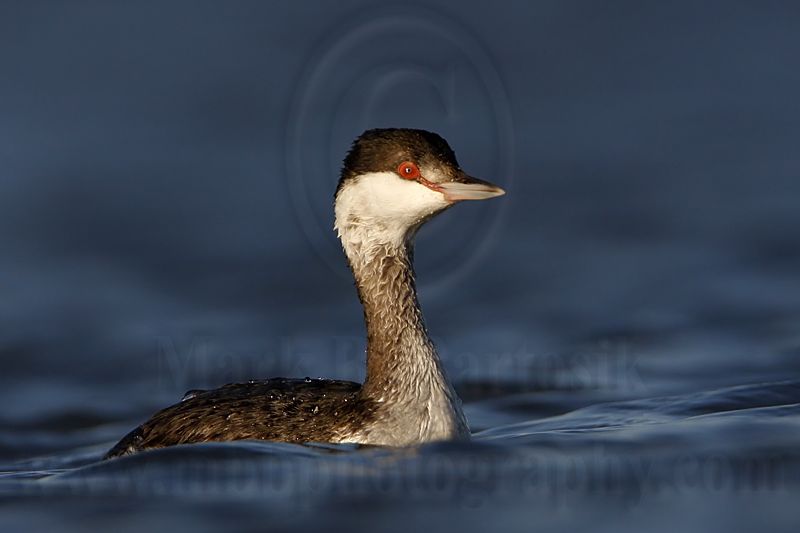 _MG_7823 Horned Grebe.jpg