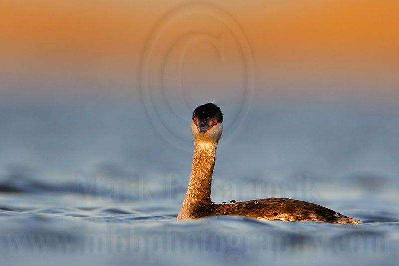 _MG_8007 Horned Grebe.jpg