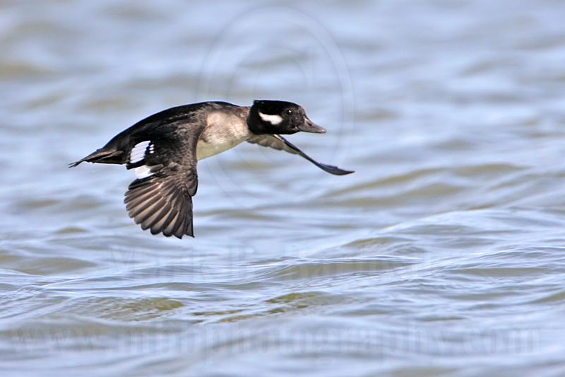 _MG_6002 Bufflehead.jpg