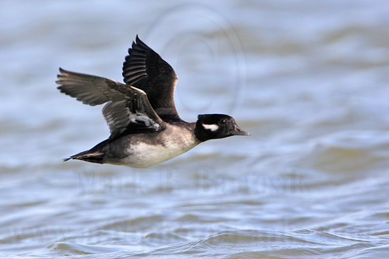 _MG_6004 Bufflehead.jpg