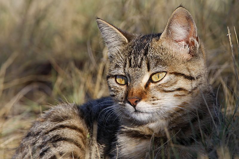 _MG_6836 Rural Cat.jpg
