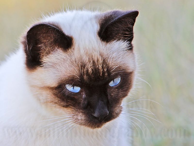 _MG_6846 Rural Cat.jpg