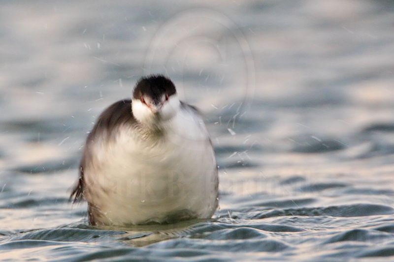 _MG_5399 Horned Grebe.jpg