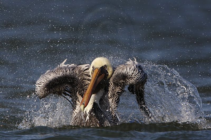 _MG_4009 Brown Pelican.jpg