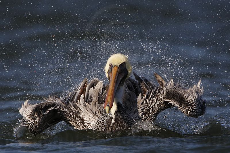 _MG_4011 Brown Pelican.jpg