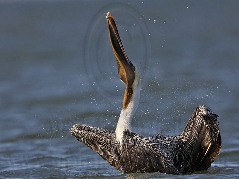 _MG_4058 Brown Pelican.jpg