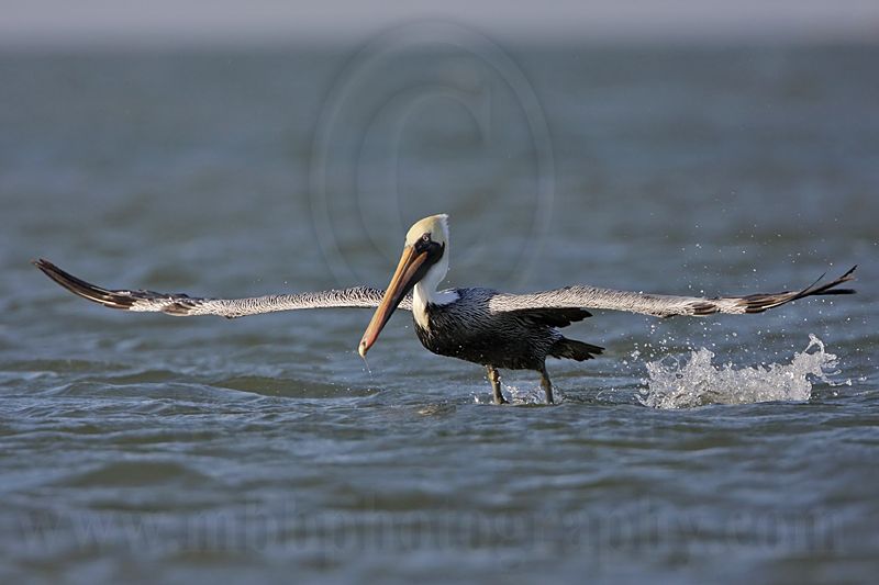 _MG_4082 Brown Pelican.jpg