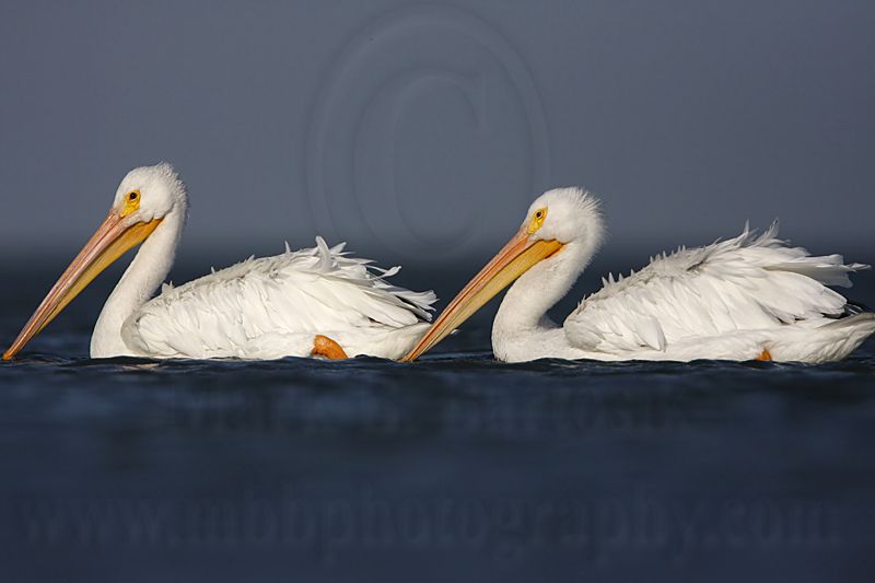_MG_4145 American White Pelican.jpg