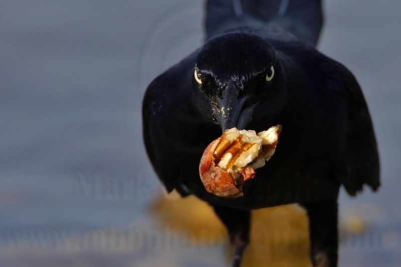 _MG_3887 Great-tailed Grackle.jpg