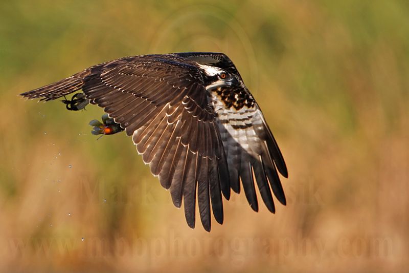 _MG_4106 Osprey.jpg