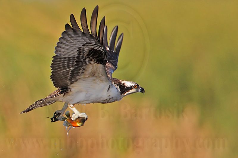 _MG_4107 Osprey.jpg