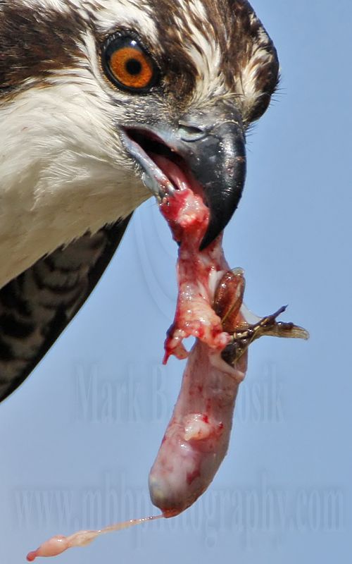 _MG_7937crop Osprey.jpg
