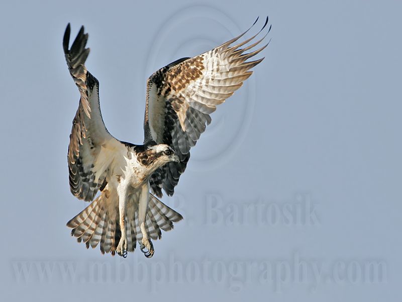 _MG_9279 Osprey.jpg
