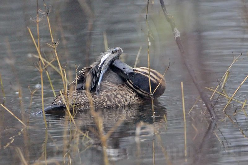 _MG_0268 Masked Duck.jpg