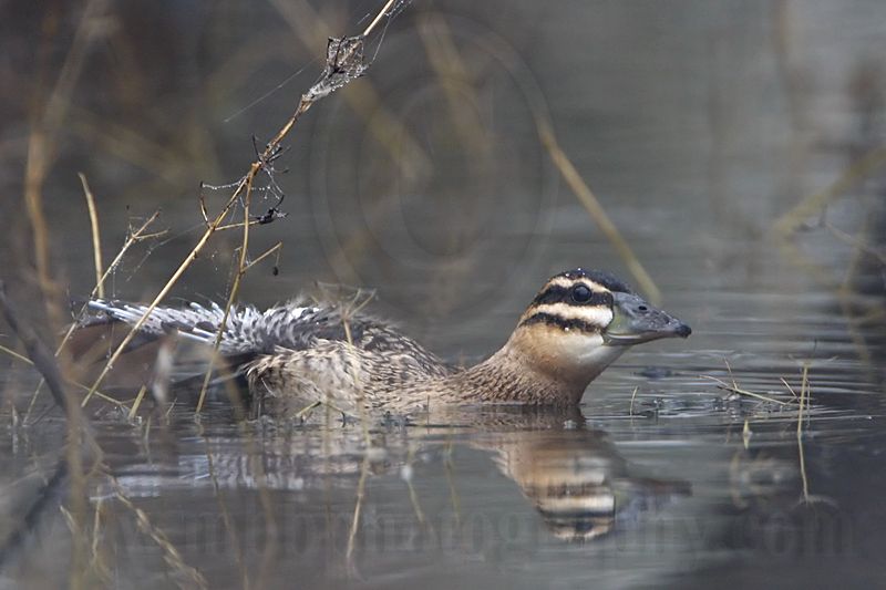 _MG_0378 Masked Duck.jpg