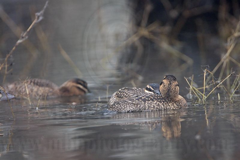 _MG_0455 Masked Duck.jpg
