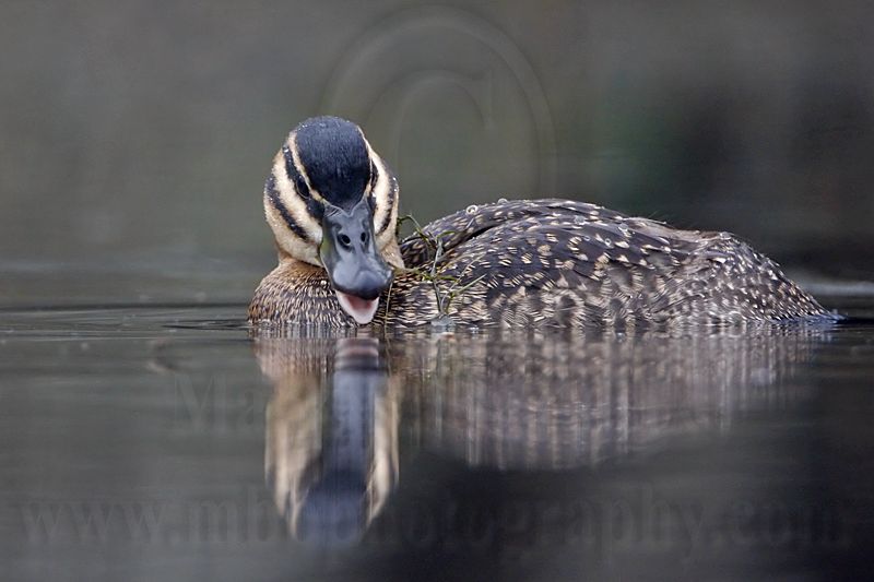 _MG_0880 Masked Duck.jpg
