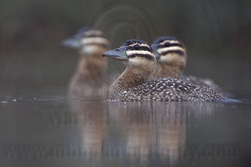 _MG_1108 Masked Duck.jpg