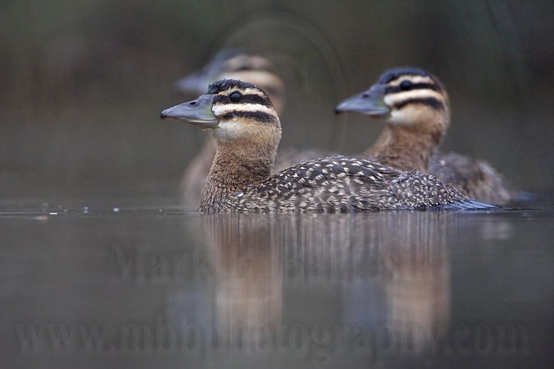 _MG_1111 Masked Duck.jpg